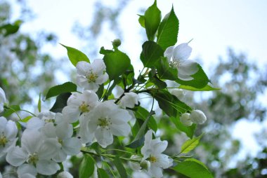 Vahşi elma ağaçlarının bahar çiçekleri
