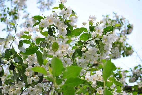 Floração Primavera Árvores Maçã Selvagens — Fotografia de Stock
