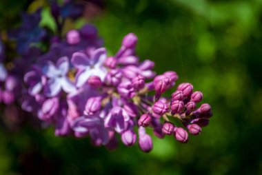 Parkta güneşli bir günde leylak çiçek açar.