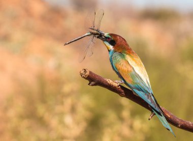 bee-eaters, çok sayıda renk, bu muhteşem kuşlar Castilla, İspanya, nereye onlar-ebilmek var olmak onları yavrularını beslemek için kadın almak caught avcılık yusufçuk topraklara yaz varacağız