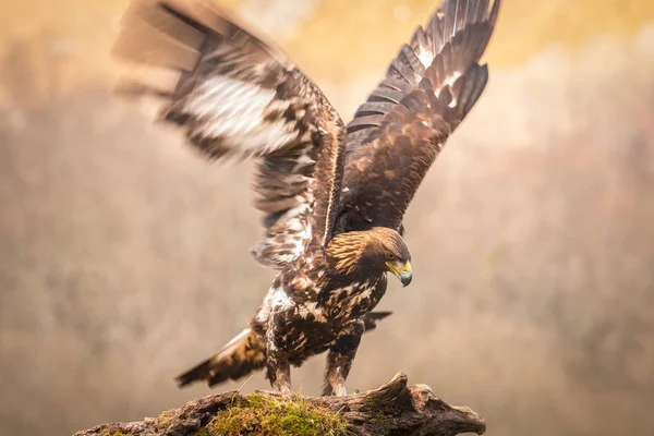 King Birds Royal Eagle Photographed Moment His Arrival Innkeeper Food — Stock Photo, Image