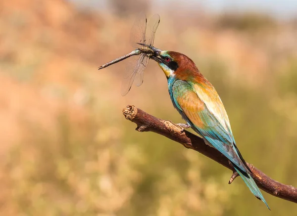 Abelheiros Estes Pássaros Fabulosos Várias Cores Chegam Verão Para Terras Fotos De Bancos De Imagens