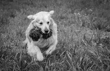hangi onların görünüyor, ifadeler, ritüeller, vb ile beni benim işten dönünce gün mutlu Prens, en iyi arkadaşı bir adam, köpek ve benim altın geri almak benim durumumda yakın çekimler adlı