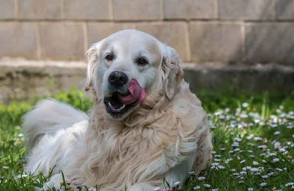 Close Ups Best Friend Man Dog Case Golden Retriever Named — Stock Photo, Image