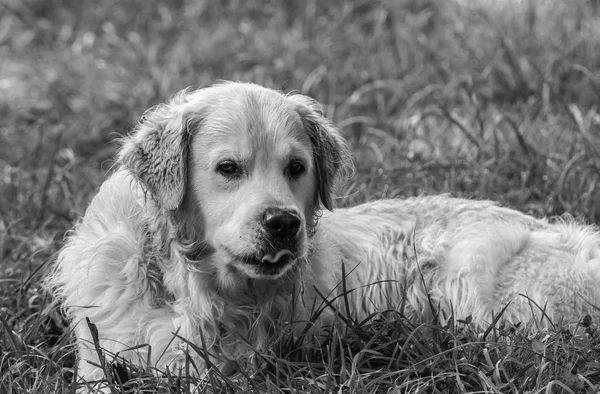 Close Ups Melhor Amigo Homem Cão Meu Caso Meu Golden — Fotografia de Stock