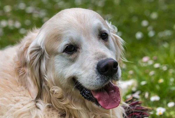 Close Ups Best Friend Man Dog Case Golden Retriever Named — Stock Photo, Image