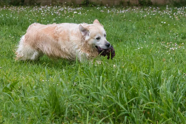 Primeros Planos Del Mejor Amigo Del Hombre Perro Caso Golden — Foto de Stock