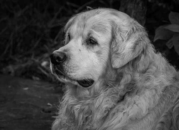 hangi onların görünüyor, ifadeler, ritüeller, vb ile beni benim işten dönünce gün mutlu Prens, en iyi arkadaşı bir adam, köpek ve benim altın geri almak benim durumumda yakın çekimler adlı