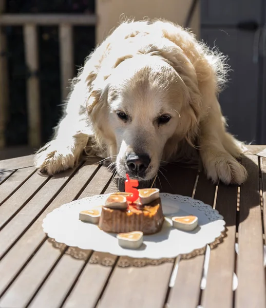 the birthday celebration of my golden dog named Prince, which devours in record time a dog cake, with facial expressions and gestures that make them lovely and want as children ....