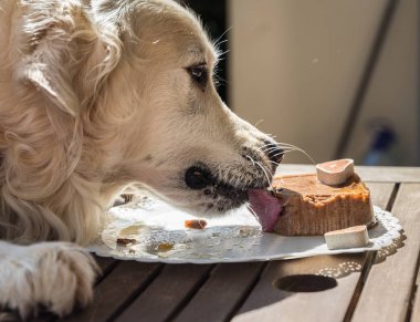 doğum günü kutlaması altın benim köpek rekor sürede yüz ifadeleri ve onlara güzel ve çocuklar olarak istediğiniz hareketleri ile bir köpek pasta yemek için Prens adlı ....