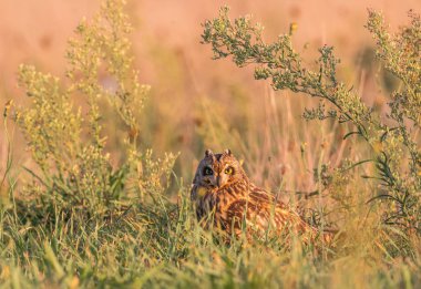 besleme küçük omurgalılar arayışı içinde uçmak görmek zor değil bu yüzden kır baykuşu, muhteşem bir yırtıcı kuş, aksine onun ailesinin diğer üyeleri kısmen diurnal alışkanlıkları, gösterir