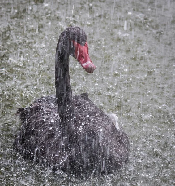 Cisne Negro Lluvia Parece Disfrutar Del Clima Invernal Realazando Belleza — Foto de Stock