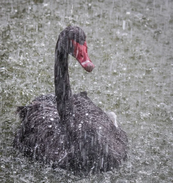 Cygne Noir Sous Pluie Semble Profiter Temps Hiver Realazando Beauté — Photo