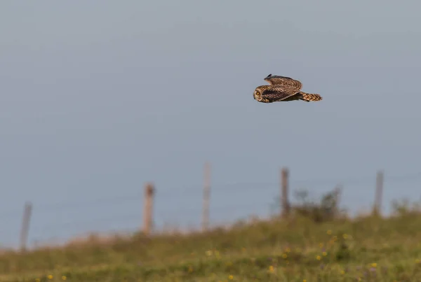 Kurzohr Eule Spektakulärer Greifvogel Zeigt Gegensatz Anderen Mitgliedern Seiner Familie — Stockfoto