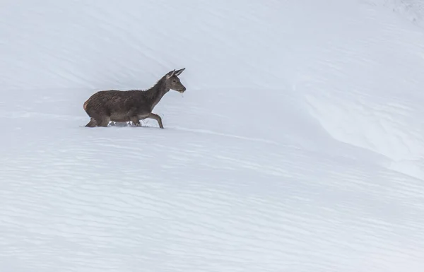 在阿斯图里亚斯山的雪鹿 这些天的强烈降雪后 — 图库照片