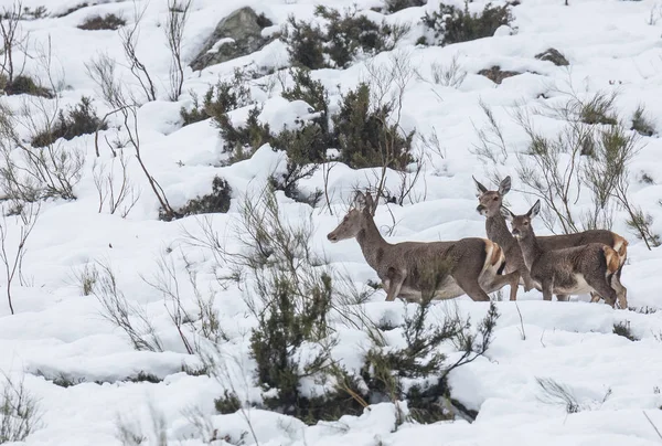 Cerfs Dans Neige Dans Les Montagnes Des Asturies Après Les — Photo