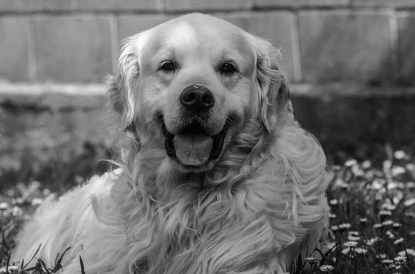 The best friend of man, my beloved golden retriever dog named Prince, an example of sweet, affectionate, playful, understandable companion, etc. that gives me joy when I come to work, making me forget the bad times ...