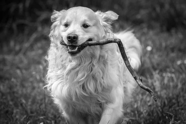 Καλύτερος Φίλος Του Ανθρώπου Μου Αγαπημένη Χρυσόs Retriever Σκυλί Όνομα — Φωτογραφία Αρχείου