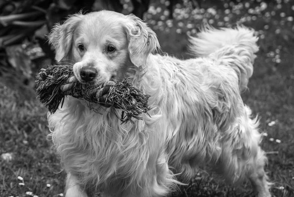 En iyi arkadaşım bir adam, benim sevgili golden retriever köpek Prens, tatlı, sevecen, oynak, anlaşılabilir arkadaşı, işe gelmek ne zaman bana kötü zamanlar unutmamı sağladığın sevinç verir vb örneği adlı ...