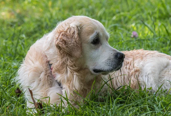 Best Friend Man Beloved Golden Retriever Dog Named Prince Example — Stock Photo, Image