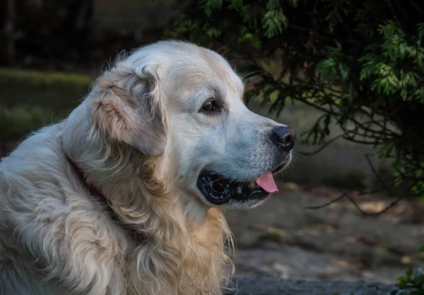 Καλύτερος Φίλος Του Ανθρώπου Μου Αγαπημένη Χρυσόs Retriever Σκυλί Όνομα — Φωτογραφία Αρχείου
