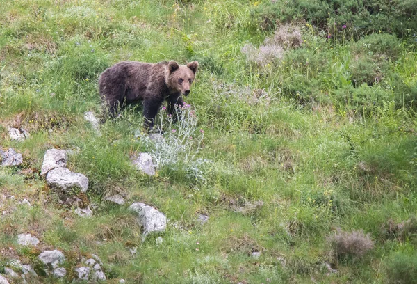 Orso Bruno Terra Asturiana Che Scende Dalla Montagna Cerca Cibo — Foto Stock