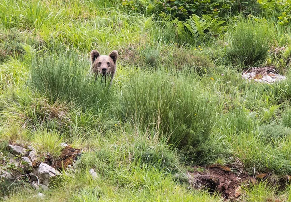 Orso Bruno Terra Asturiana Che Scende Dalla Montagna Cerca Cibo — Foto Stock