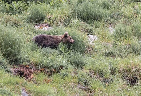 Orso Bruno Terra Asturiana Che Scende Dalla Montagna Cerca Cibo — Foto Stock