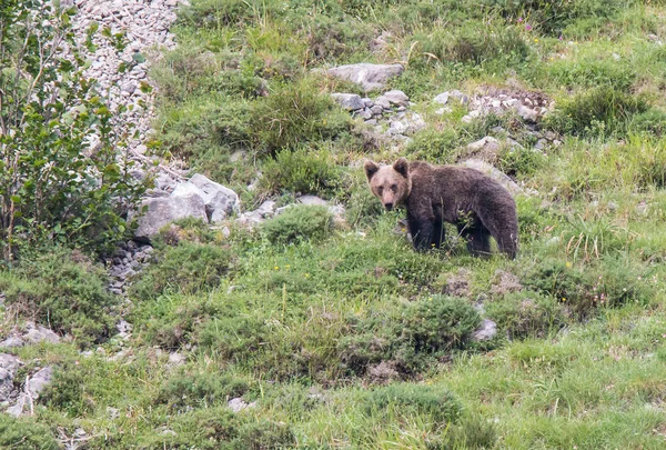 Urso Pardo Nas Terras Asturianas Descendo Montanha Busca Comida — Fotografia de Stock