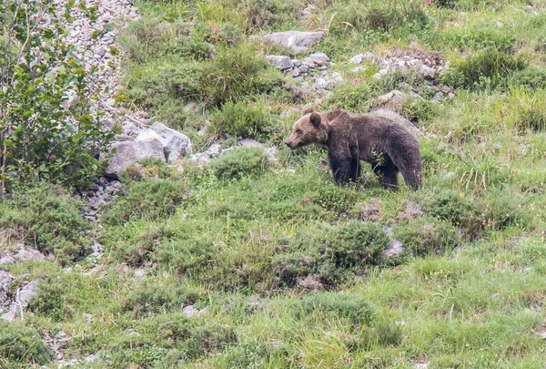 Urso Pardo Nas Terras Asturianas Descendo Montanha Busca Comida — Fotografia de Stock