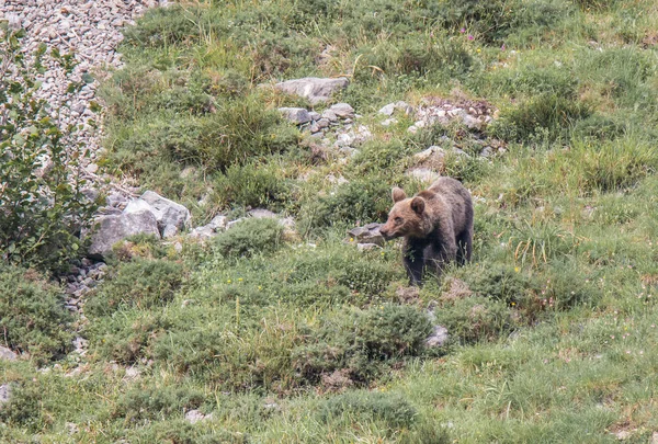 Orso Bruno Terra Asturiana Che Scende Dalla Montagna Cerca Cibo — Foto Stock