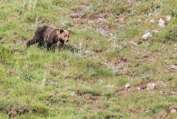 Urso Pardo Nas Terras Asturianas Descendo Montanha Busca Comida — Fotografia de Stock