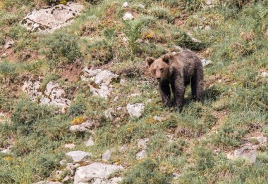 boz ayı Asturyan topraklarda, yiyecek bulmak dağ azalan