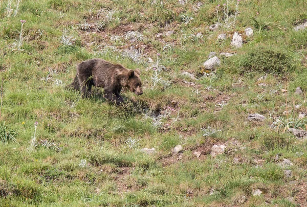 Medvěd Hnědý Asturských Přistane Sestupné Horské Při Hledání Potravy — Stock fotografie