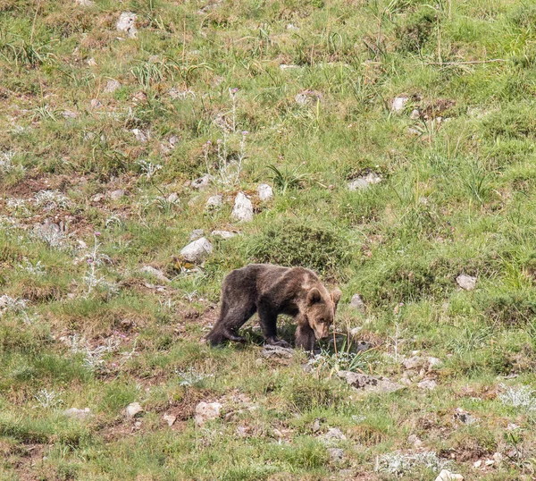 Brown Bear Asturian Lands Descending Mountain Search Food — Stock Photo, Image