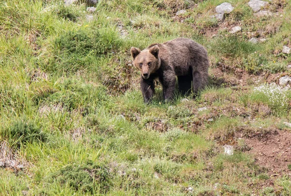 Oso Pardo Tierras Asturianas Descendiendo Montaña Busca Comida —  Fotos de Stock