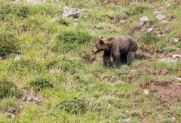 Orso Bruno Terra Asturiana Che Scende Dalla Montagna Cerca Cibo — Foto Stock