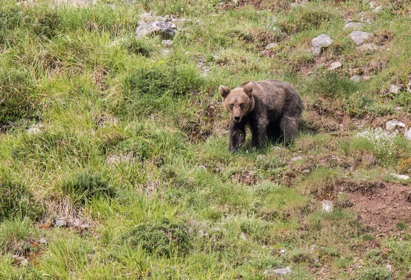 Brown Bear Asturian Lands Descending Mountain Search Food — Stock Photo, Image