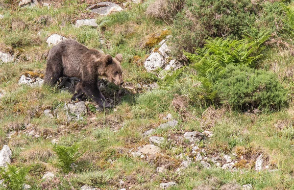 Brown Bear Asturian Lands Descending Mountain Search Food — Stock Photo, Image