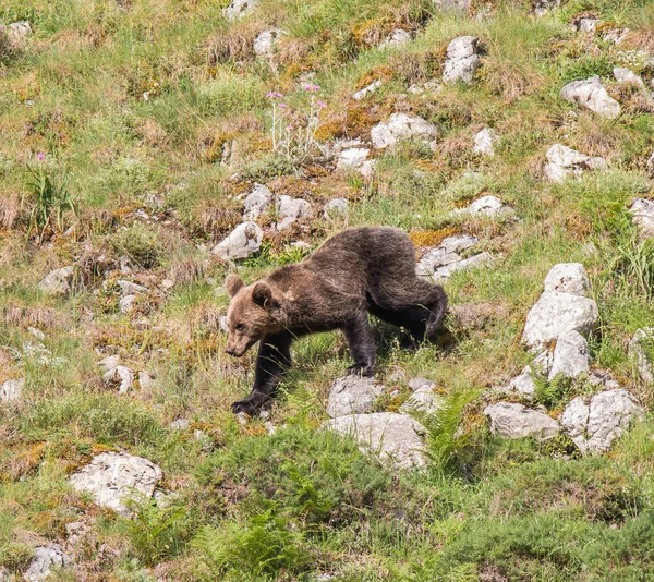 Urso Pardo Nas Terras Asturianas Descendo Montanha Busca Comida — Fotografia de Stock