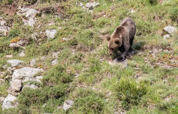 Orso Bruno Terra Asturiana Che Scende Dalla Montagna Cerca Cibo — Foto Stock