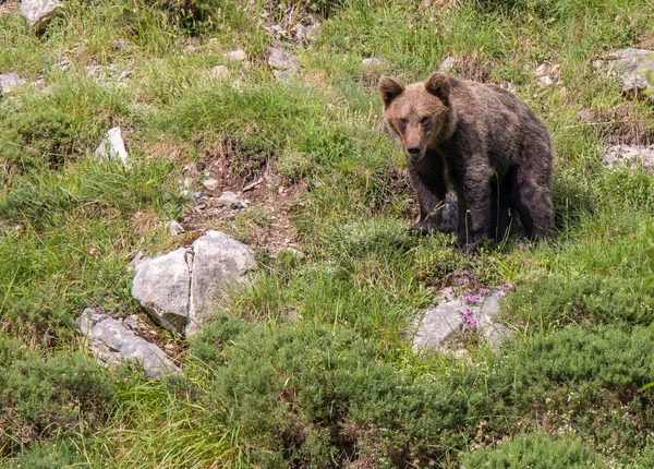 Oso Pardo Tierras Asturianas Descendiendo Montaña Busca Comida —  Fotos de Stock