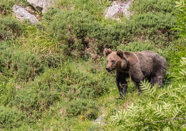Καφέ Αρκούδα Στα Αστουρικά Προσγειώνεται Κατηφορίζοντας Βουνό Αναζήτηση Τροφής — Φωτογραφία Αρχείου