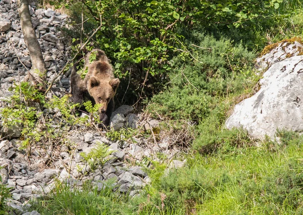 Brown Bear Asturian Lands Descending Mountain Search Food — Stock Photo, Image