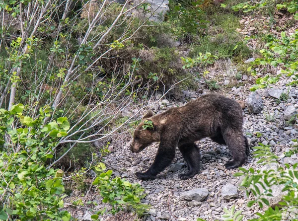 Orso Bruno Terra Asturiana Che Scende Dalla Montagna Cerca Cibo — Foto Stock