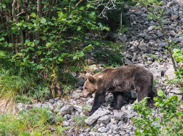 Orso Bruno Terra Asturiana Che Scende Dalla Montagna Cerca Cibo — Foto Stock