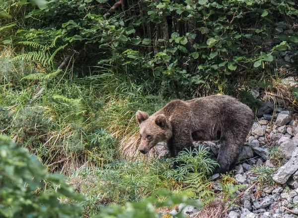 Orso Bruno Terra Asturiana Che Scende Dalla Montagna Cerca Cibo — Foto Stock