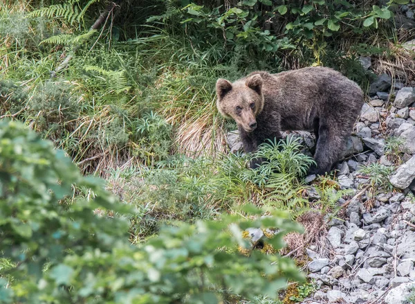 Urso Pardo Nas Terras Asturianas Descendo Montanha Busca Comida — Fotografia de Stock
