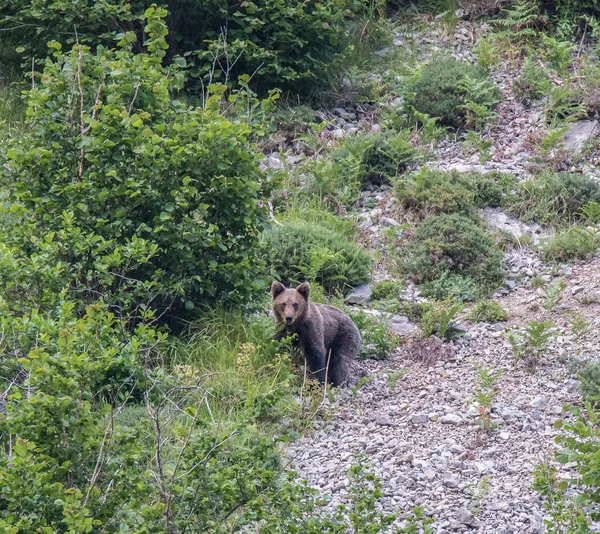 Orso Bruno Terra Asturiana Che Scende Dalla Montagna Cerca Cibo — Foto Stock