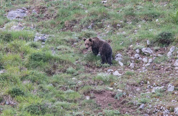 Orso Bruno Terra Asturiana Che Scende Dalla Montagna Cerca Cibo — Foto Stock